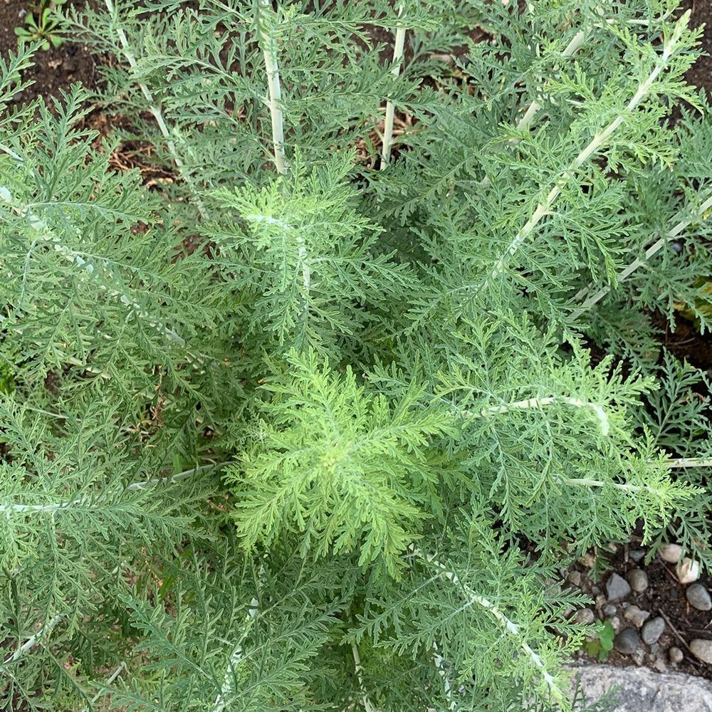 Meet your Posher, Ria